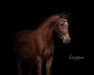 Springpferd Captain Chris (Deutsches Reitpony, 2018, von Classic Dancer III)