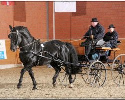 stallion Edelfalk (Alt-Oldenburger / Ostfriesen, 1998, from Eendracht)