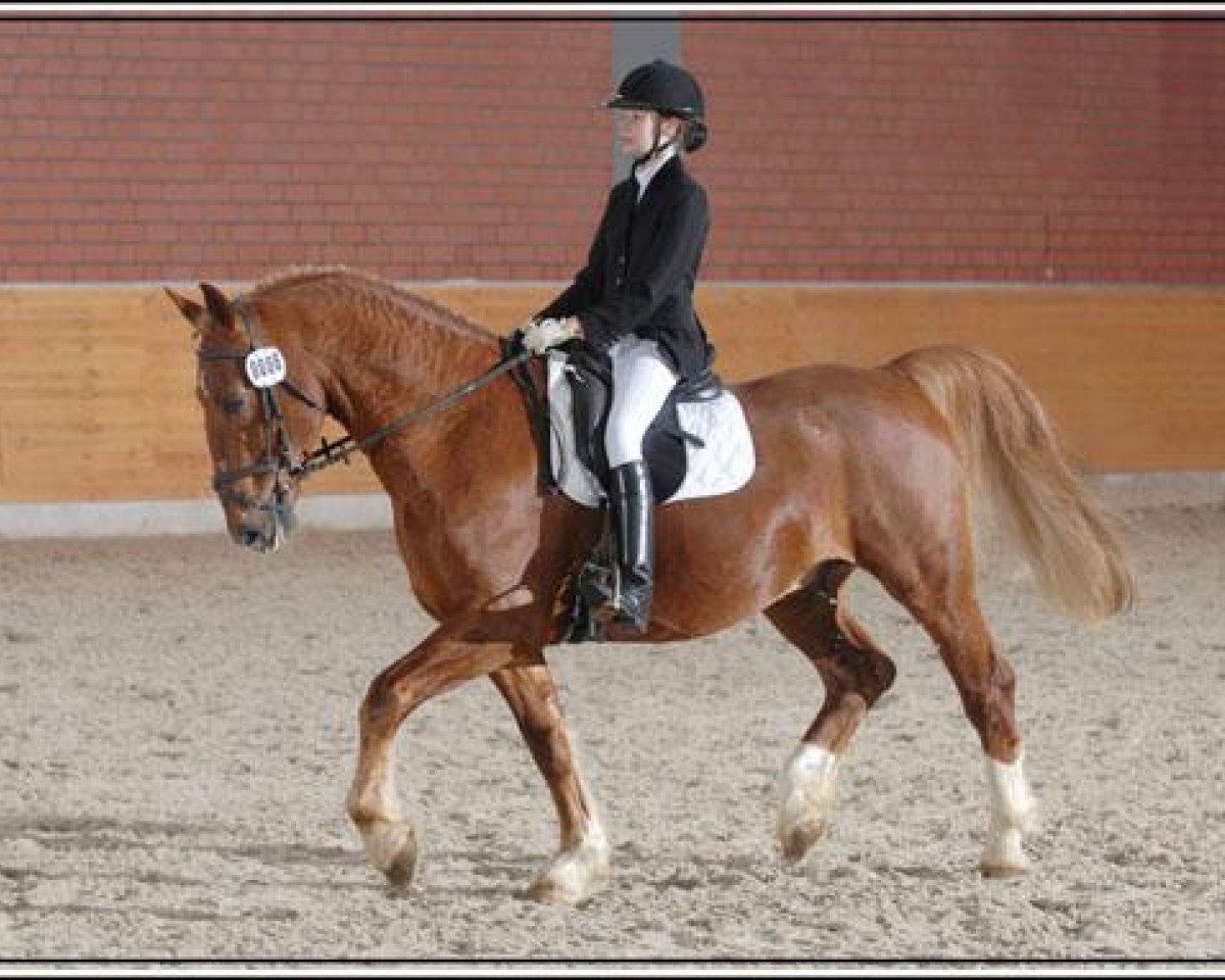 stallion Frieso (Alt-Oldenburger / Ostfriesen, 1996, from Fortissimo)