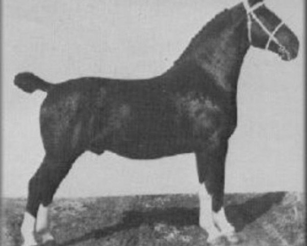 stallion Domburg (Gelderland, 1916, from Cicero III)