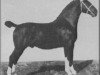 stallion Domburg (Gelderland, 1916, from Cicero III)