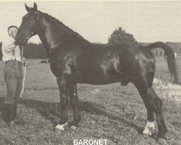 Deckhengst Baronet (Gelderländer, 1937, von Domburg)