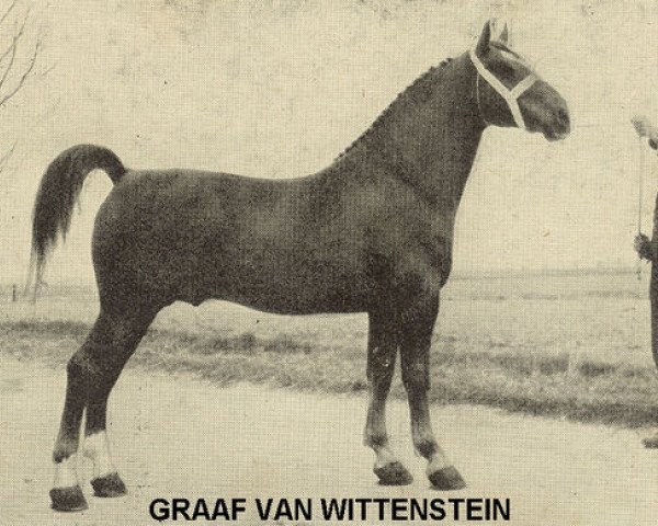 Deckhengst Graaf van Wittenstein (Gelderländer, 1942, von Baronet)