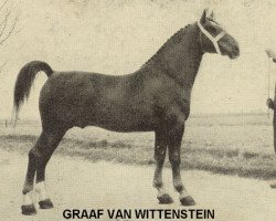 stallion Graaf van Wittenstein (Gelderland, 1942, from Baronet)