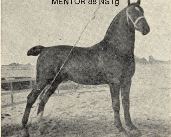 Deckhengst Mentor (Alt-Oldenburger / Ostfriesen, 1904, von Sultan II)