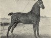 stallion Mentor (Alt-Oldenburger / Ostfriesen, 1904, from Sultan II)