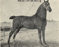 Deckhengst Mentor (Alt-Oldenburger / Ostfriesen, 1904, von Sultan II)