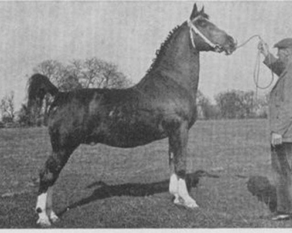 stallion Colonel (Jaap) (Gelderland, 1915, from Mentor)