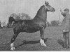 stallion Colonel (Jaap) (Gelderland, 1915, from Mentor)