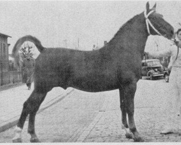 stallion Luitenant (Gelderland, 1947, from Graaf van Wittenstein)
