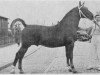 stallion Luitenant (Gelderland, 1947, from Graaf van Wittenstein)
