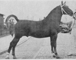 stallion Luitenant (Gelderland, 1947, from Graaf van Wittenstein)