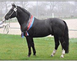 stallion Eckstein (Alt-Oldenburger / Ostfriesen, 2006, from Europ)