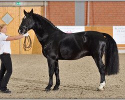 stallion Brandus (Alt-Oldenburger / Ostfriesen, 2002, from Brandt)