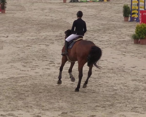 Reitturnier Westergellersen 2022