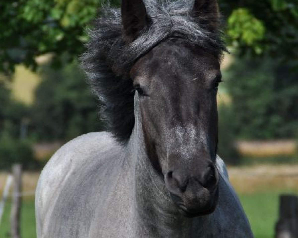 broodmare Petra van de Droste Hoeve (Brabant/Belgian draft horse, 2010, from Gamin van de Lindehoef)