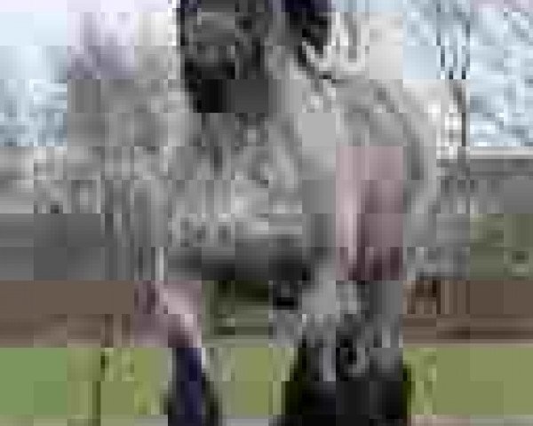 stallion Gamin van de Lindehoef (Brabant/Belgian draft horse, 2005, from Florian van 't Rietenhof)