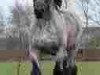 stallion Gamin van de Lindehoef (Brabant/Belgian draft horse, 2005, from Florian van 't Rietenhof)