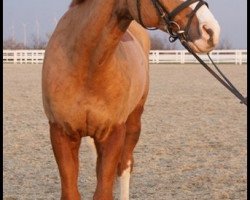 Pferd Davignon 17 (Trakehner, 1997, von Graziello)