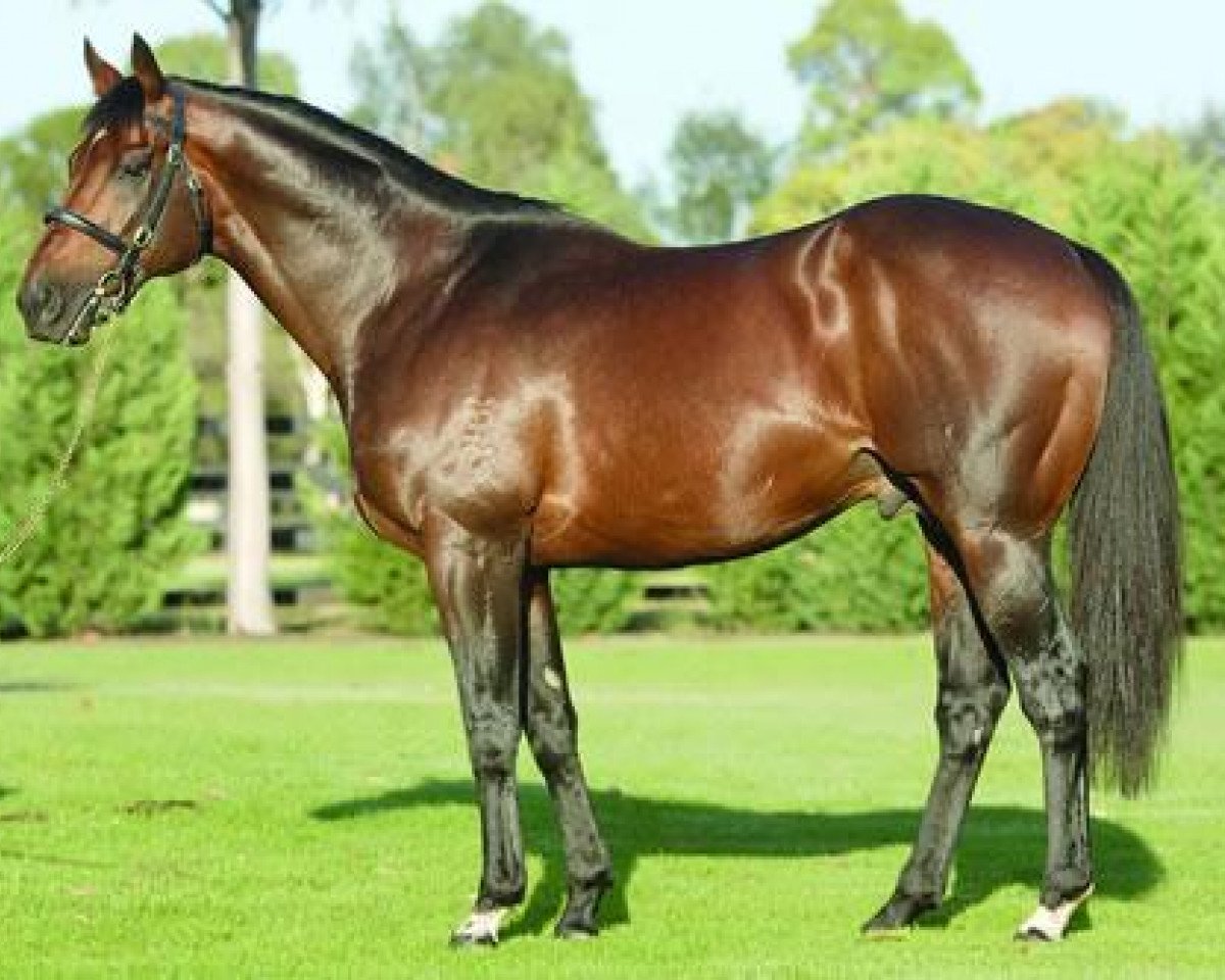 stallion Encosta De Lago xx (Thoroughbred, 1993, from Fairy King xx)