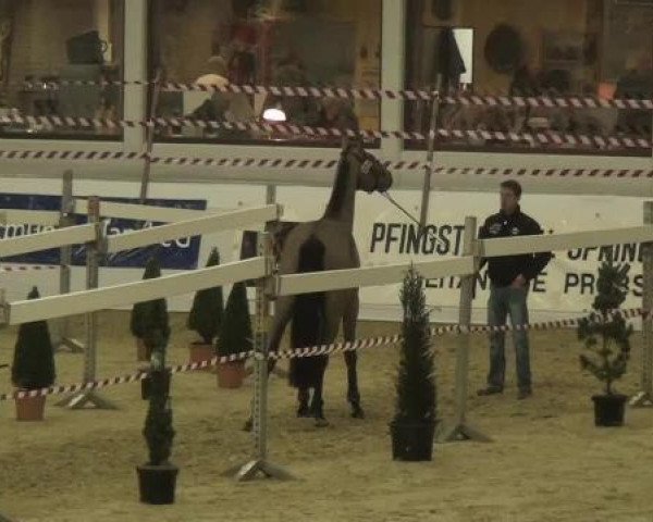 Pferd Exclusief (KWPN (Niederländisches Warmblut), 2009, von Westenwind)