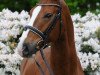 dressage horse Fiorano 8 (Oldenburg, 2008, from Faustinus)