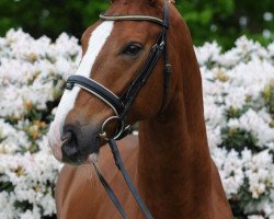 dressage horse Fiorano 8 (Oldenburg, 2008, from Faustinus)