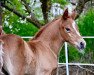 dressage horse Heli's Divine S (Westphalian, 2020, from Herzkönig NRW)