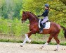 dressage horse Bravissimo 14 (Oldenburg, 2014, from Belissimo NRW)