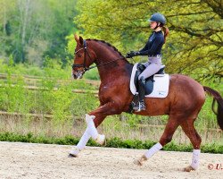 dressage horse Bravissimo 14 (Oldenburger, 2014, from Belissimo NRW)