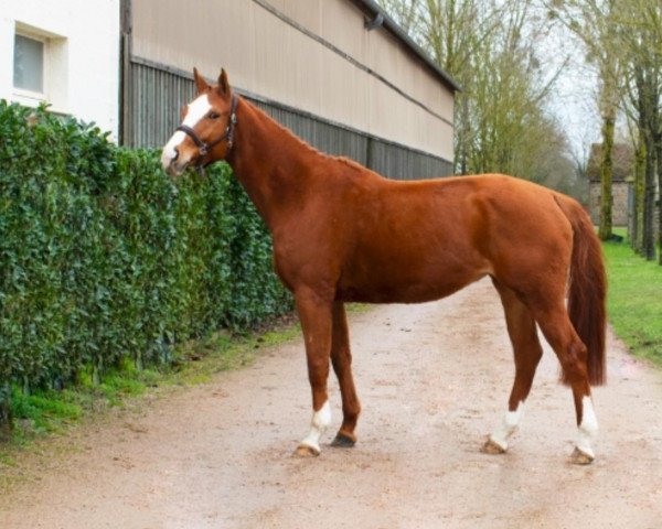 broodmare Hanukkah Gravelotte (Belgium Sporthorse, 2013, from Arko III)