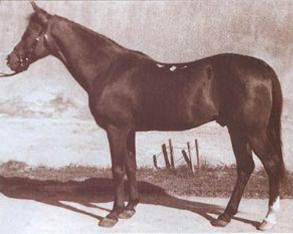 stallion Kuhaylan Zaid RAS (Arabian thoroughbred, 1923, from Kuhaylan Abu Junub RAS)