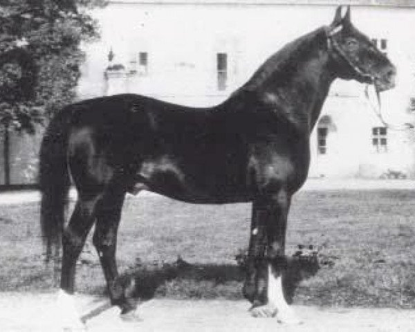 Deckhengst O'Bajan X (Shagya-Araber, 1929, von O'Bajan VII)