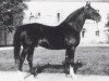 stallion O'Bajan X (Shagya Arabian, 1929, from O'Bajan VII)