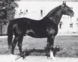 stallion O'Bajan X (Shagya Arabian, 1929, from O'Bajan VII)