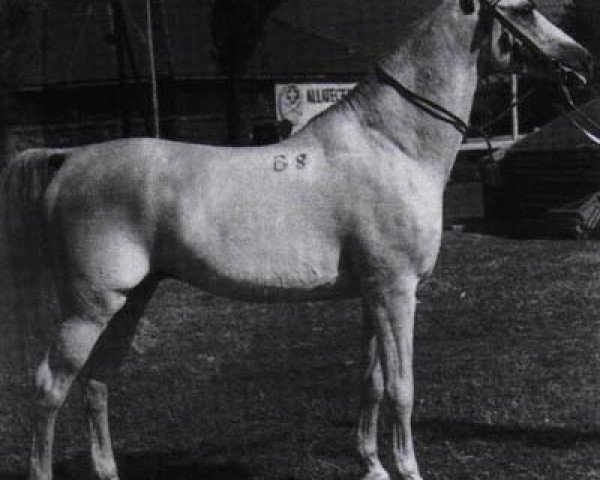 stallion Shagya XXXVI (Shagya Arabian, 1948, from Shagya XXXII)