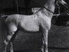 stallion Shagya XXXVI (Shagya Arabian, 1948, from Shagya XXXII)