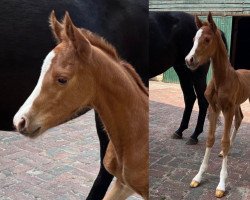 dressage horse Lady Isabella (Oldenburg, 2022, from Asgard's Ibiza)