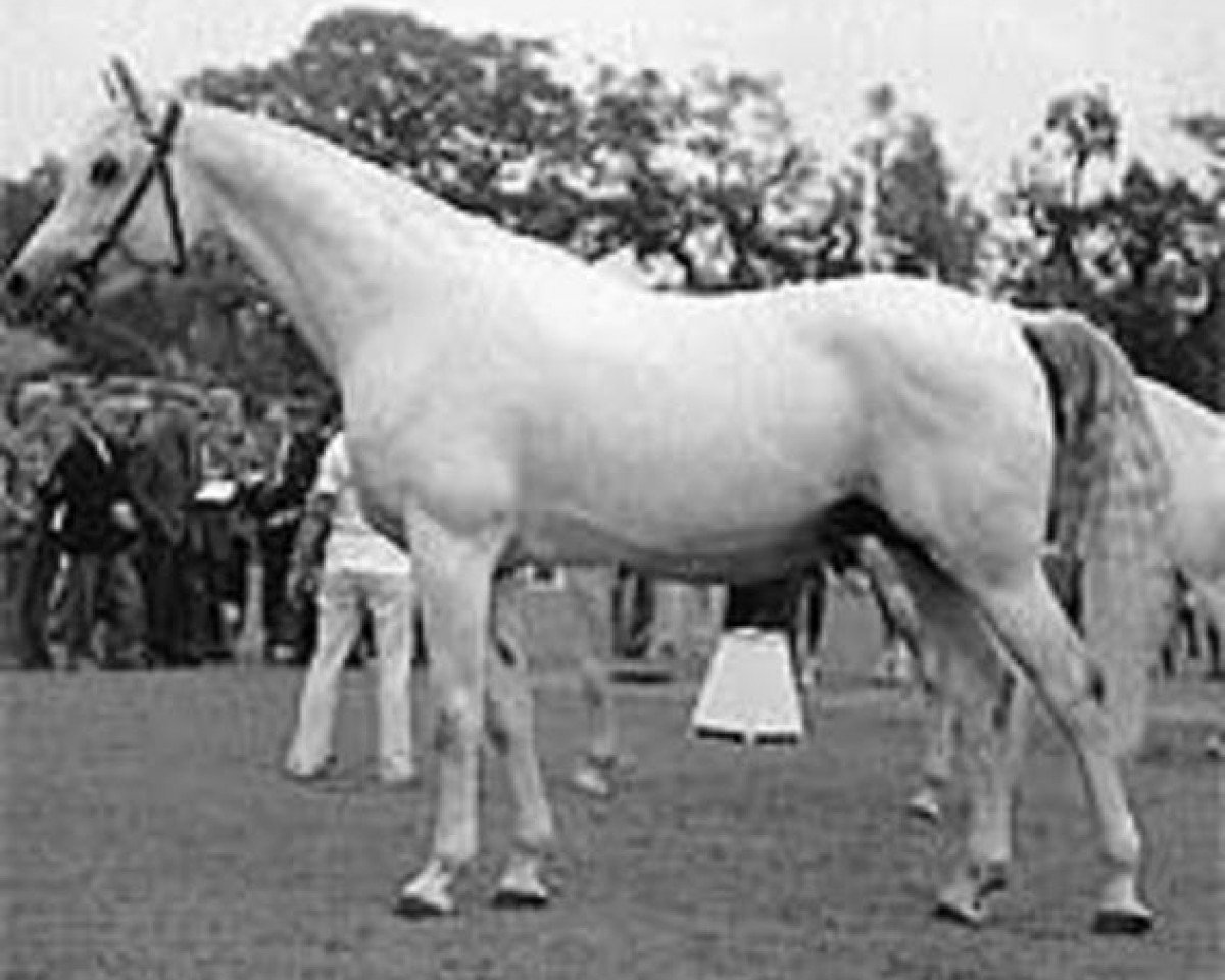 stallion Amor 1971 ShA (Shagya Arabian, 1971, from Czardas ShA)