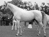 stallion Amor 1971 ShA (Shagya Arabian, 1971, from Czardas ShA)