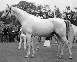 stallion Amor 1971 ShA (Shagya Arabian, 1971, from Czardas ShA)