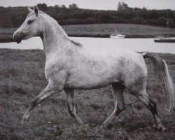 broodmare Pamina 1976 ShA (Shagya Arabian, 1976, from Amor 1971 ShA)