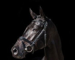 stallion Džiazas (Trakehner,  , from Etiketas)