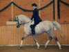 stallion Paris 1985 ShA (Shagya Arabian, 1985, from Bartok ShA)