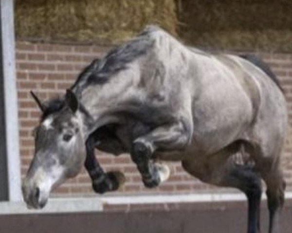 jumper Judy Ann Tb Z (Zangersheide riding horse, 2018, from Jaguar van Paemel)