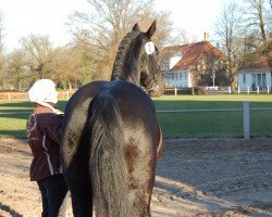 Pferd Olli (Alt-Oldenburger / Ostfriesen,  , von Orbaldo 567)