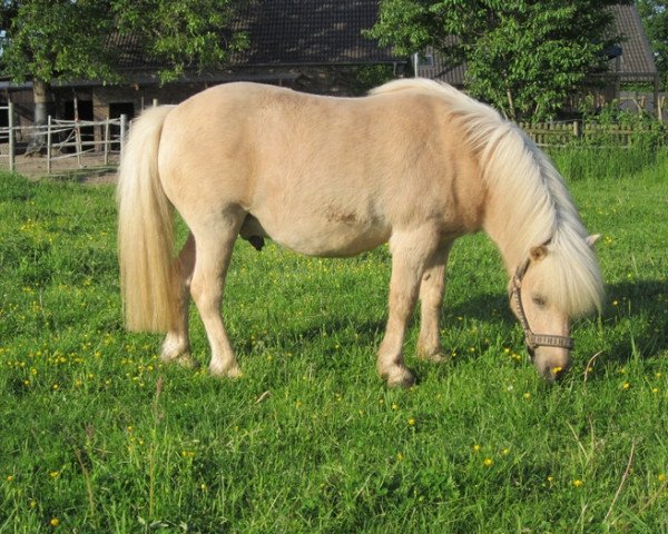 horse Meerhusen's Balko (Shetland Pony, 1998, from Balduin)
