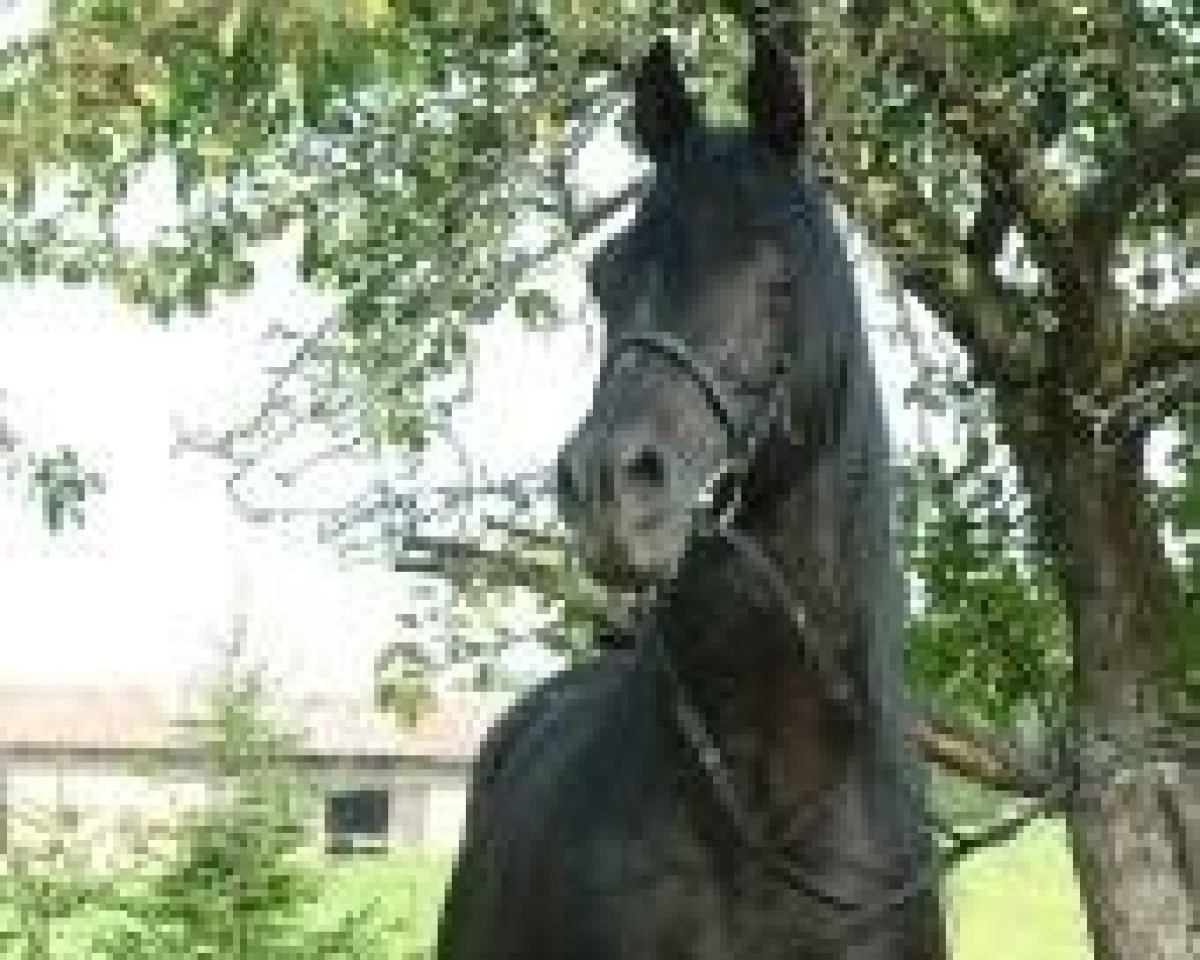 Deckhengst Pegasus III 1993 ShA (Shagya-Araber, 1993, von Paris 1985 ShA)