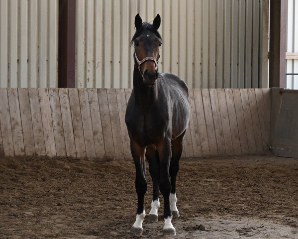 Springpferd Condor d' Ècaillon (Westfale, 2019, von Comme le père)