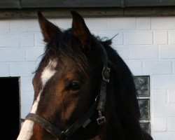 Pferd KaSilla (Trakehner, 2010, von Lucio Silla xx)